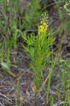 Loomis' yellow loosestrife